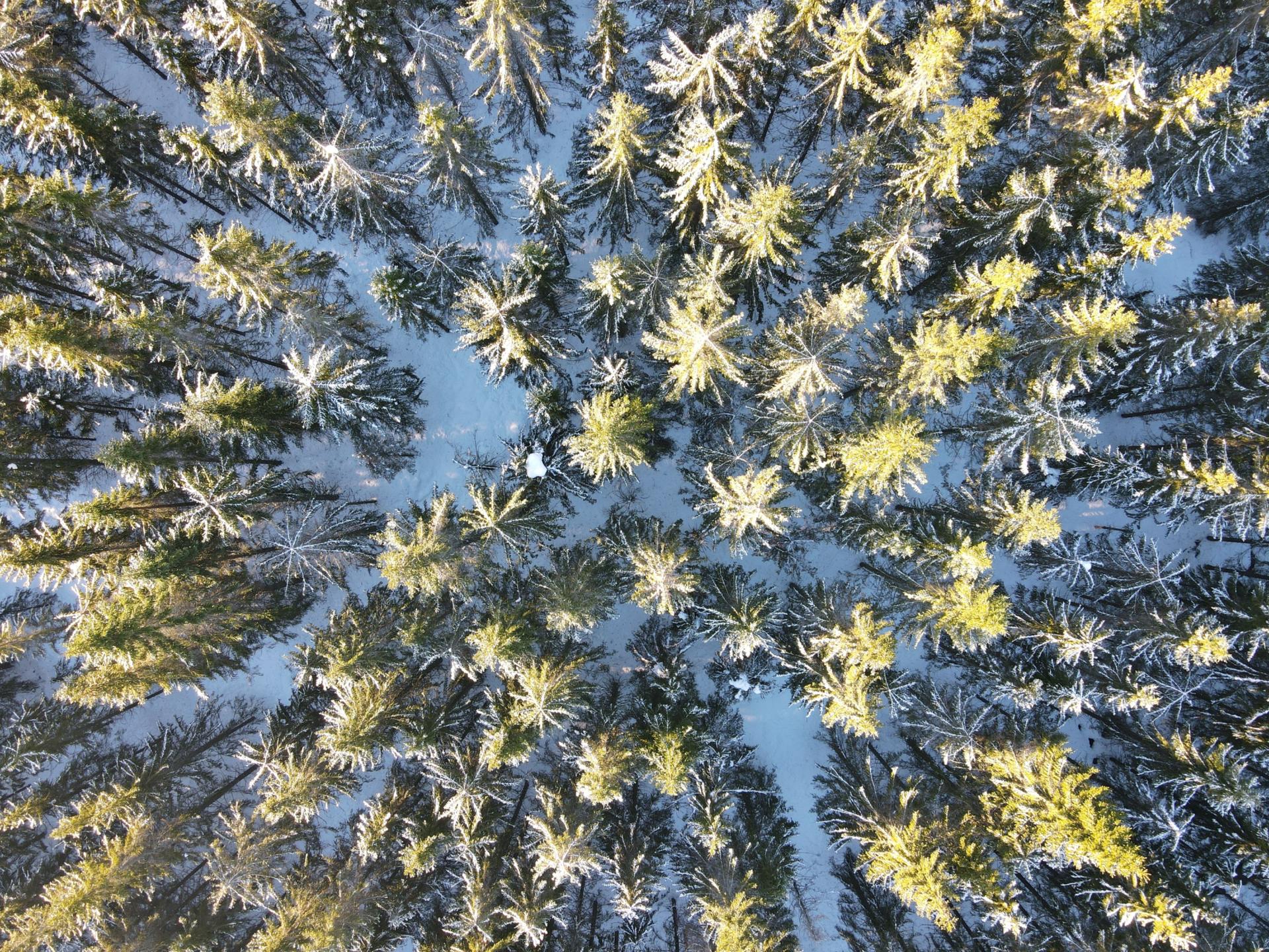 MARCSMAN: Simulating the risk of forest damage caused by climate change